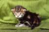 joonaboyimg_5454_small.jpg