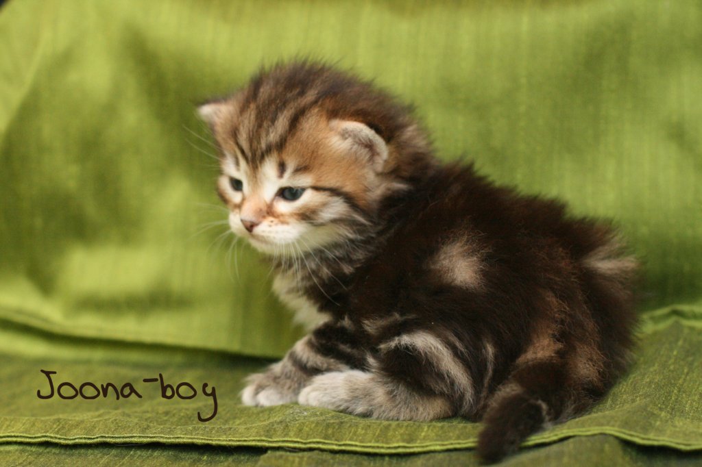 joonaboyimg_5456.jpg