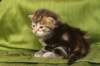 joonaboyimg_5456_small.jpg