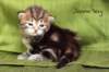 joonaboyimg_5461_small.jpg