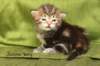 joonaboyimg_5462_small.jpg