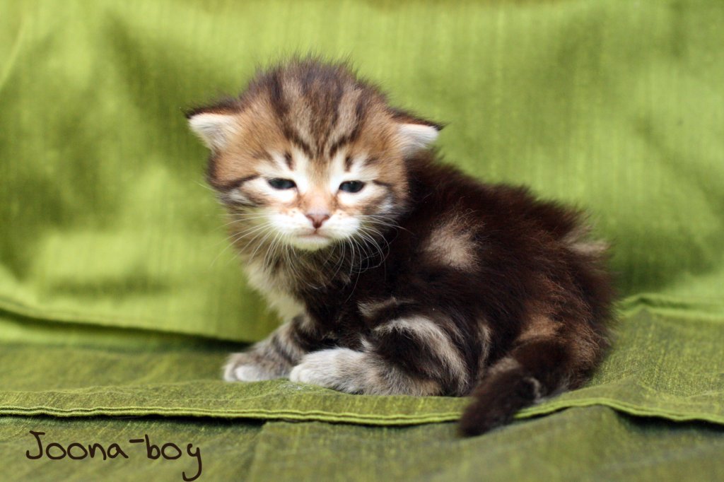 joonaboyimg_5463.jpg