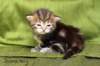 joonaboyimg_5463_small.jpg