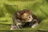 joonaboyimg_5520_small.jpg