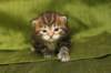 joonaboyimg_5525_small.jpg