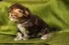 joonaboyimg_5528_small.jpg