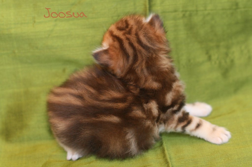 joosuaimg_5337.jpg