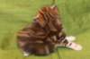 joosuaimg_5337_small.jpg
