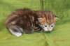 joosuaimg_5341_small.jpg