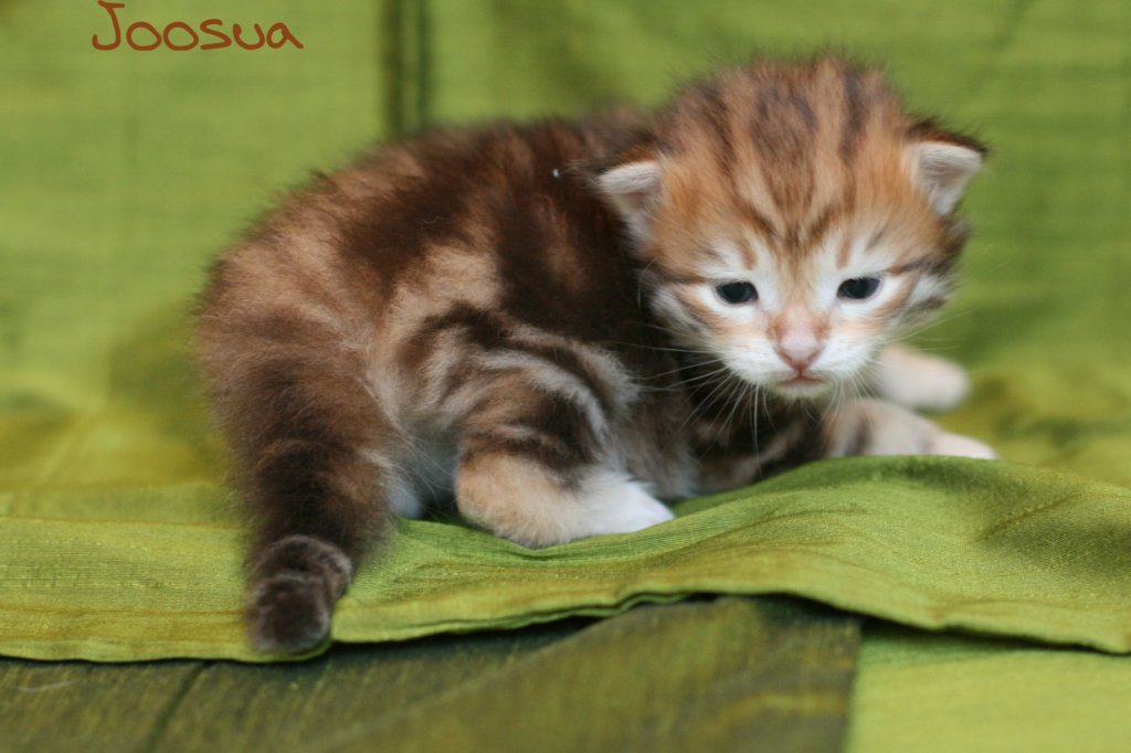 joosuaimg_5365.jpg
