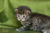 juuliaimg_5570_small.jpg
