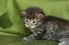 juuliaimg_5571_small.jpg