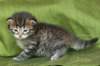 juuliaimg_5584_small.jpg