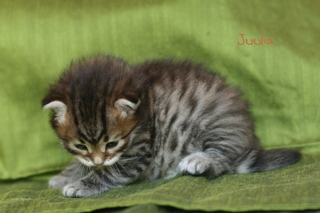 juuliaimg_5594.jpg