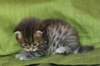 juuliaimg_5594_small.jpg
