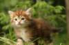 joelpoikagoldenclassictabbyjoelboy5weeksgoldencltabbysibny22_small.jpg