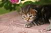 img_3756_small.jpg