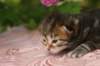 img_3790_small.jpg