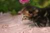 img_3796_small.jpg