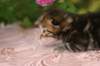 img_3797_small.jpg