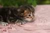 img_3801_small.jpg