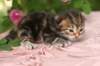 img_3804_small.jpg