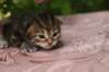 img_3810_small.jpg