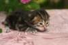 img_3822_small.jpg
