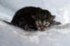 joonabrownclassictabbypoikaboysibn2216_small.jpg