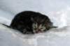 joonabrownclassictabbypoikaboysibn2217_small.jpg