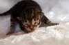 joonabrownclassictabbypoikaboysibn2221_small.jpg