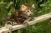 img_7385_small.jpg
