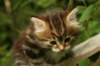 img_7413_small.jpg