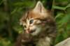 img_7418_small.jpg