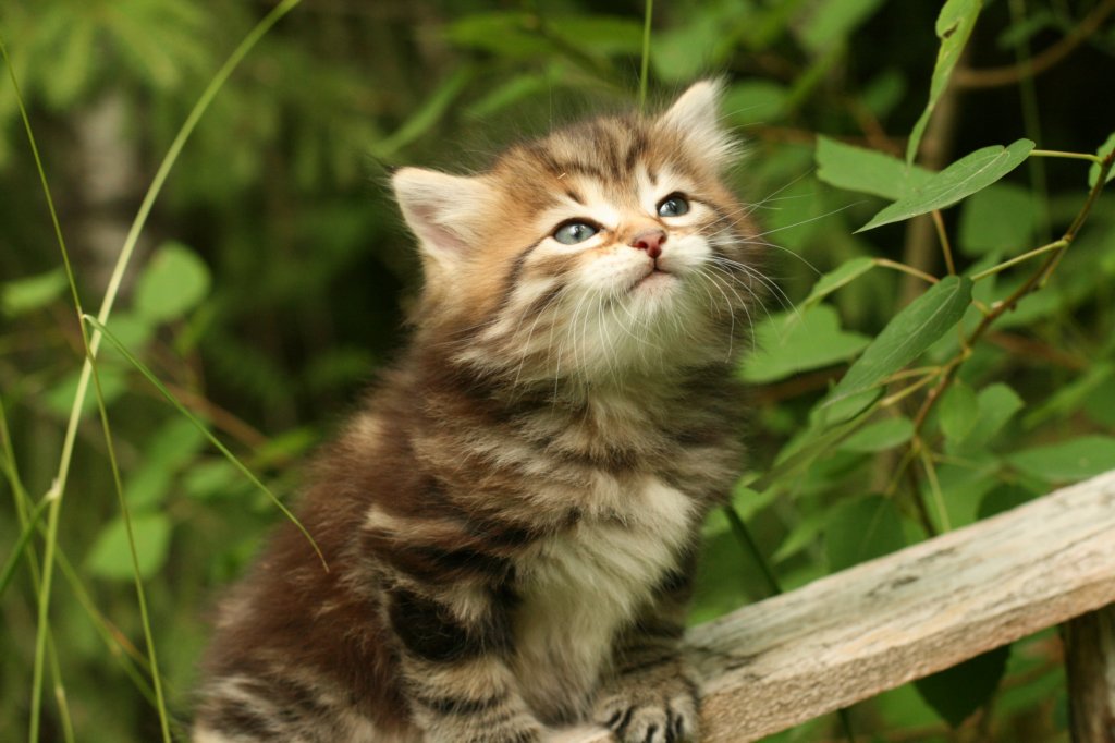 joonapoikaruskeaclassictabbyjoonaboysibn22browncltabby.jpg