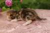 img_3714_small.jpg