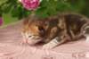 img_3717_small.jpg
