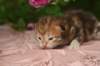 img_3720_small.jpg