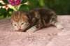 img_3722_small.jpg