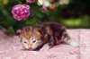 img_3724_small.jpg