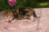 img_3726_small.jpg