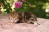 img_3732_small.jpg
