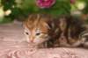 img_3733_small.jpg