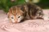 img_3739_small.jpg
