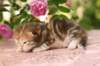 img_3740_small.jpg