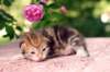 img_3741_small.jpg