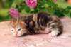 img_3742_small.jpg