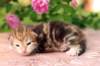 img_3743_small.jpg