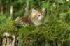 img_9696_small.jpg