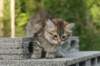 img_1336_small.jpg